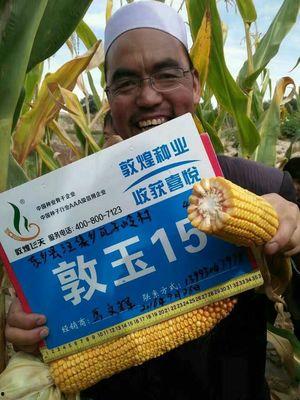 敦煌种业最新爆料消息,揭秘农业科技新突破与市场动态